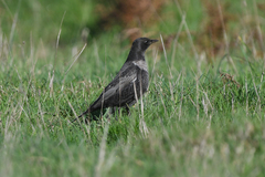 Turdus torquatus