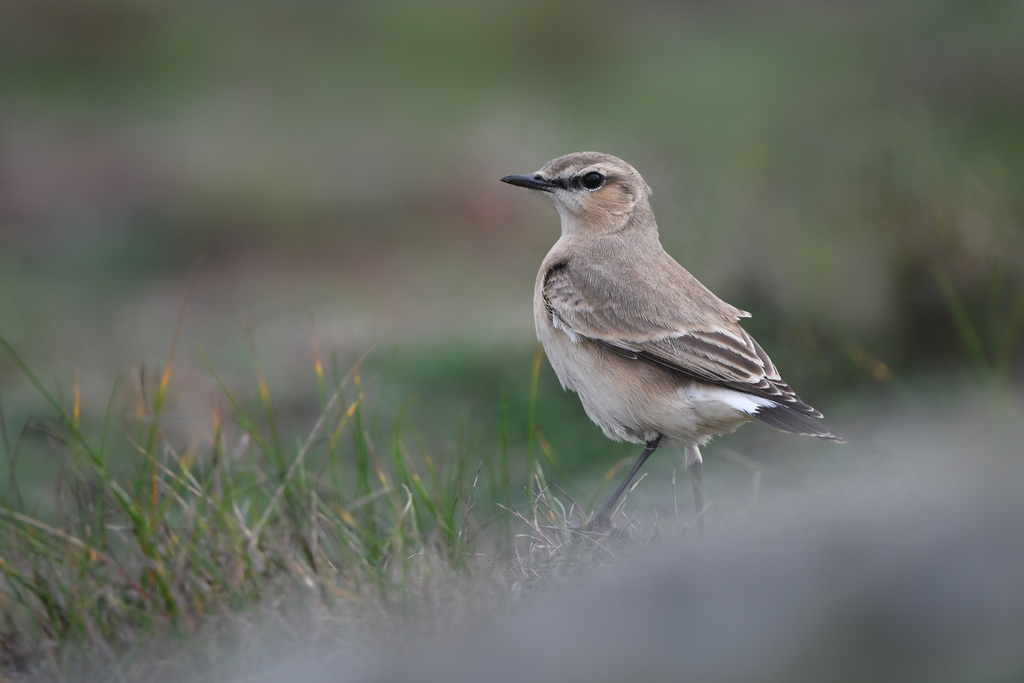 Isabelline Wheatear