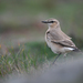 Isabelline Wheatear - Photo (c) Julien Renoult, some rights reserved (CC BY), uploaded by Julien Renoult