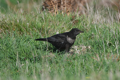 Turdus torquatus