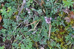Thymus serpyllum