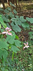 Bauhinieae
