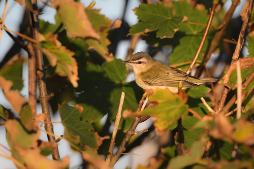 Vireo ojirrojo (Vireo olivaceus)