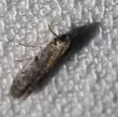 Ephestia elutella