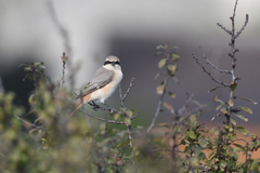 Lanius isabellinus
