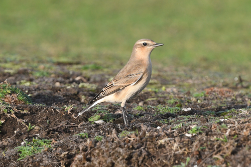 Northern Wheatear (Oenanthe oenanthe), photo 9