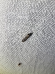 Ephestia elutella