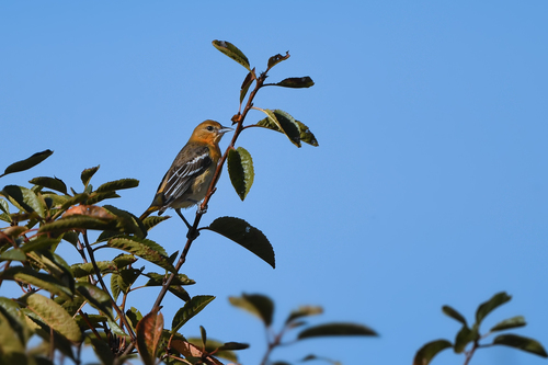 Turpial de Baltimore (Icterus galbula)