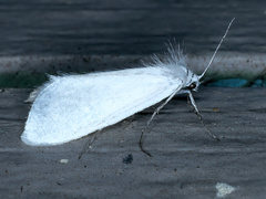 Tipanaea patulella