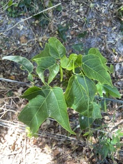 Brachychiton