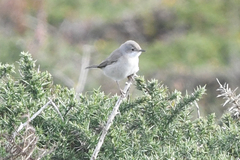 Curruca iberiae