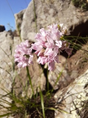 Allium bidentatum