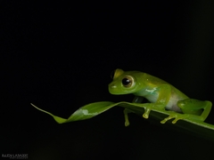 Espadarana prosoblepon