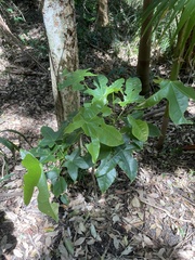 Brachychiton
