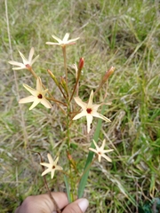 Ixia paniculata