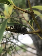 Palapsalta circumdata