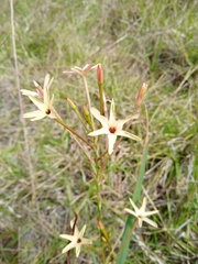 Ixia paniculata