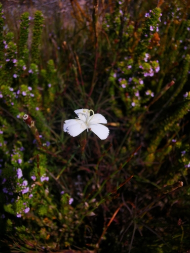 Image of Dianthus albens by (c) Barbara le Roux, some rights reserved (CC BY-SA)