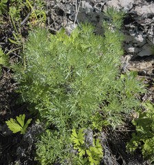 Artemisia sericea