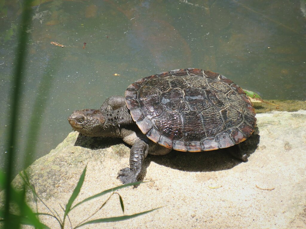 Eastern Saw-shelled Turtle from Brisbane QLD, Australia on November 07 ...