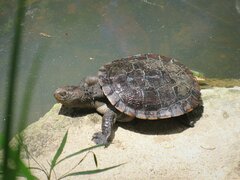 Common Sawshelled Turtle photo 4