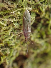 Arocatus aenescens
