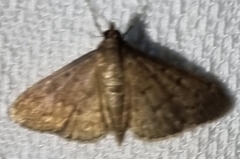 Herpetogramma licarsisalis