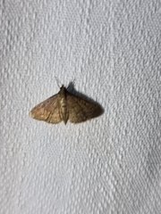 Herpetogramma licarsisalis