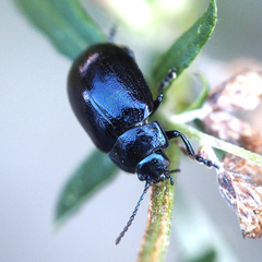 Chrysolina aurichalcea