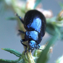 Chrysolina aurichalcea