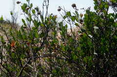 Ancylobothrys capensis