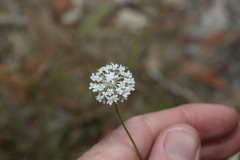 Trachymene incisa