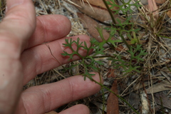 Trachymene incisa