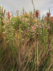 Erica perspicua