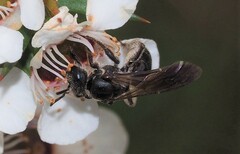 Leioproctus