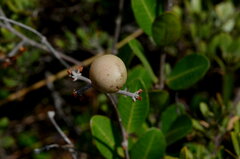 Ancylobothrys capensis
