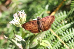 Anastrus sempiternus