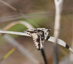Dichromodes stilbiata