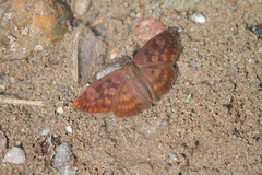 Anastrus sempiternus