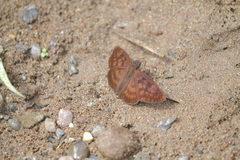 Anastrus sempiternus
