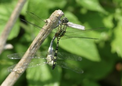 Orthetrum serapia