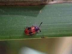 Stenotarsus parallelus