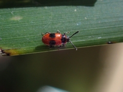 Stenotarsus parallelus