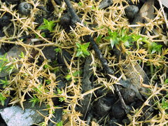Stellaria pungens