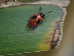 Stenotarsus parallelus