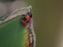 Stenotarsus parallelus