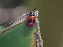 Stenotarsus parallelus