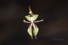 Caladenia roei