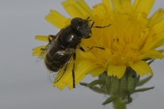 Eristalinus aeneus