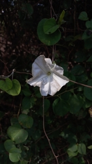Ipomoea violacea